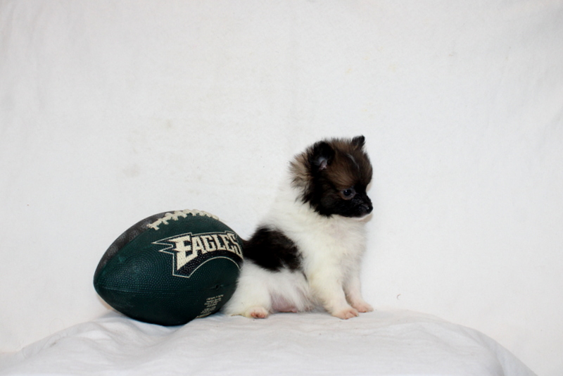 puppy, for, sale, Pomeranian, Matthew B. Stoltzfus, dog, breeder, Gap, PA, dog-breeder, puppy-for-sale, forsale, nearby, find, puppyfind, locator, puppylocator, aca